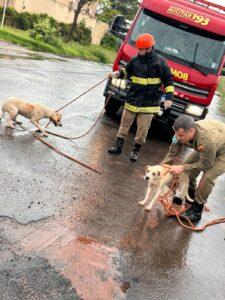Bombeiros salvam dois cachorros em Três Lagoas