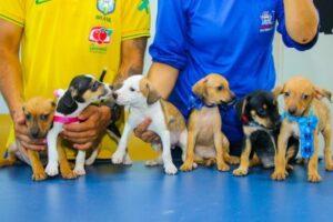 Veja como adotar um “doguinho” pelo Centro de Reabilitação Animal da Prefeitura de Três Lagoas