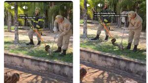 Bombeiros capturam Jiboia em Três Lagoas. VEJA O VÍDEO
