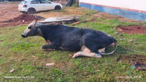 5º Grupamento de bombeiros Militar Tira Vaca que caiu na Fossa Vídeo