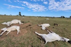 Onda de frio: mortes de vacas e bois são investigadas e alerta é emitido a pecuaristas de MS