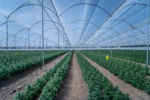 Empresas brasileiras dão os primeiros passos no mercado de cannabis medicinal