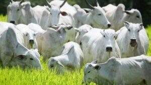 União Europeia oficializa veto às carnes do Brasil a partir de setembro