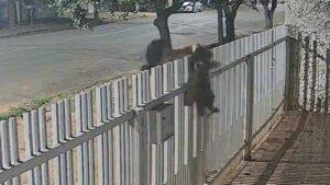 Cachorro de raça é furtado por mulher em Três Lagoas. VEJA O VÍDEO