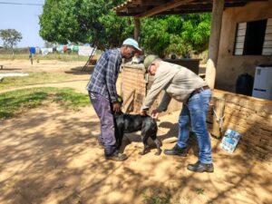 Mais de 260 cães e gatos já foram vacinados contra a raiva durante campanha em Selvíria